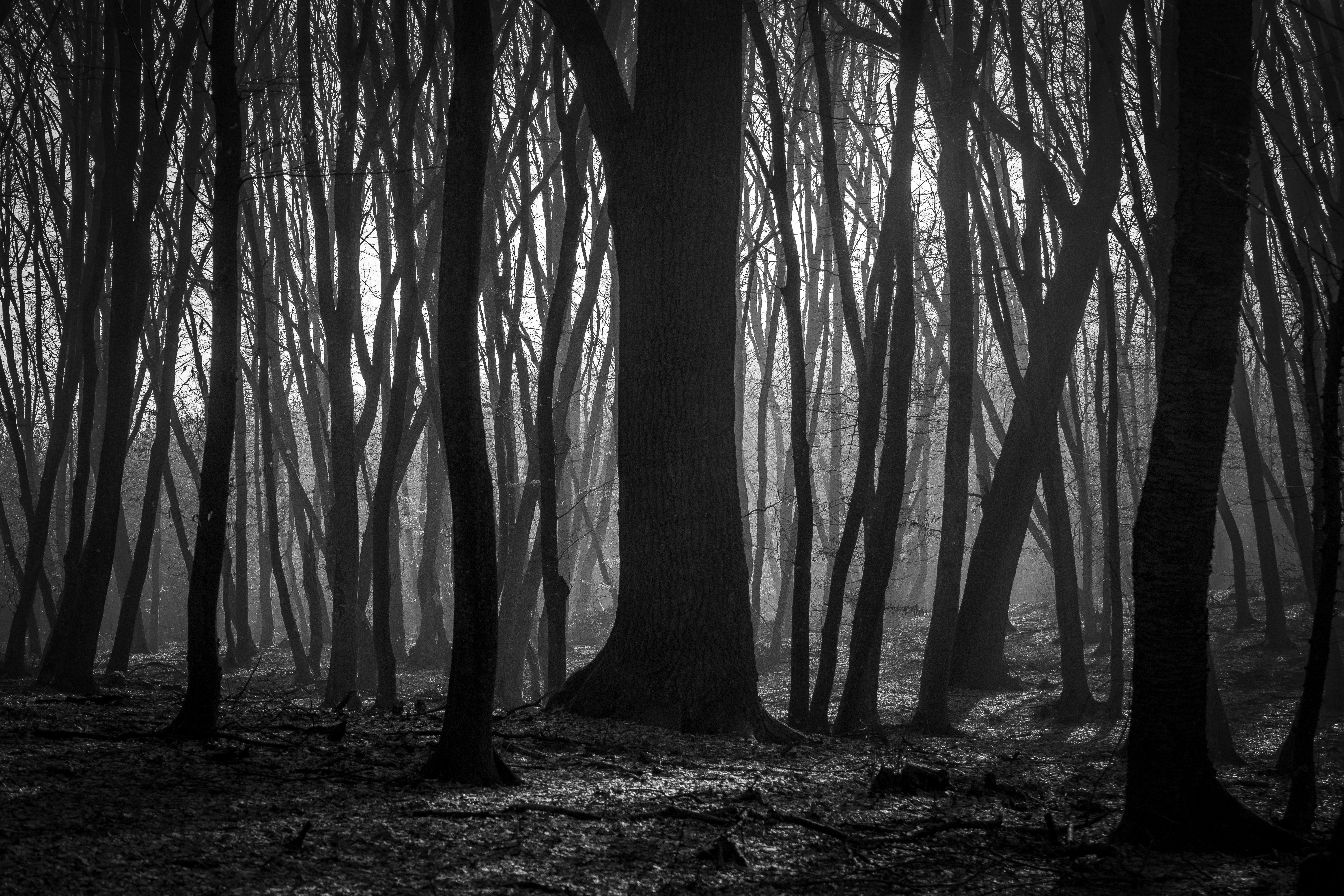 Hoia Baciu Forest